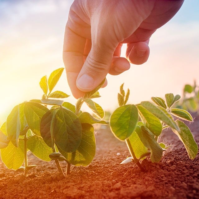 Los Ciclos Agrícolas Los Ciclos Agrícolas