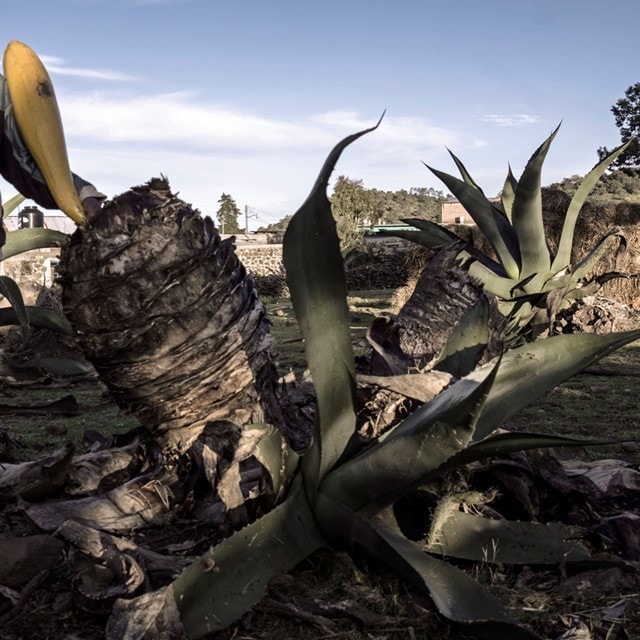 El Pulque, la Bebida mexicana que ya es un Must El Pulque, la Bebida mexicana que ya es un Must